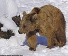 Karda kahverengi ayı